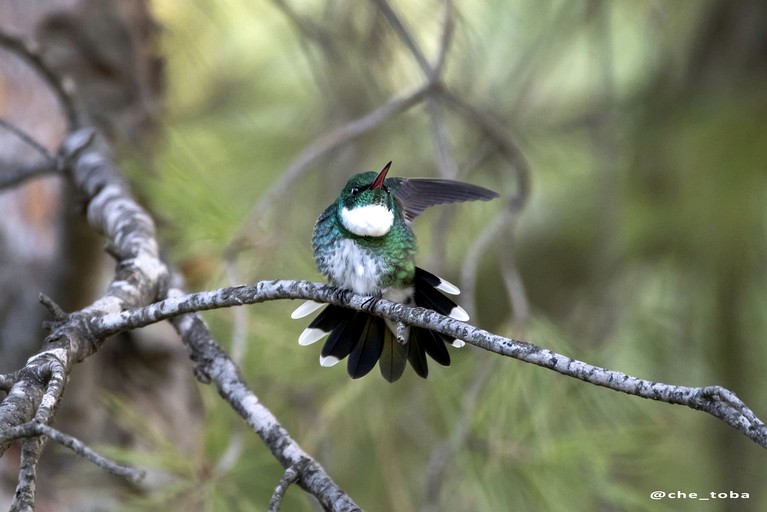 Villas (Argentina, Islas de Tigre, Buenos Aires)