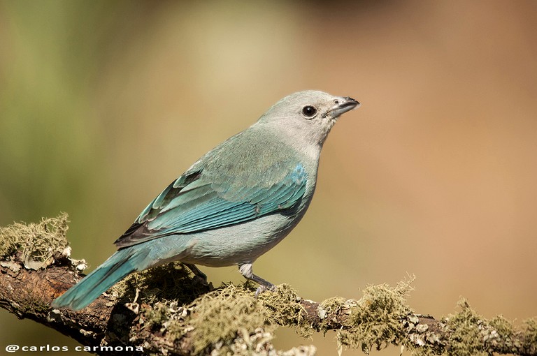 Villas (Argentina, Islas de Tigre, Buenos Aires)