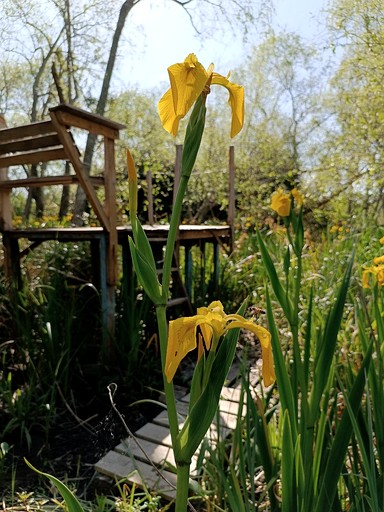 Villas (Argentina, Islas de Tigre, Buenos Aires)