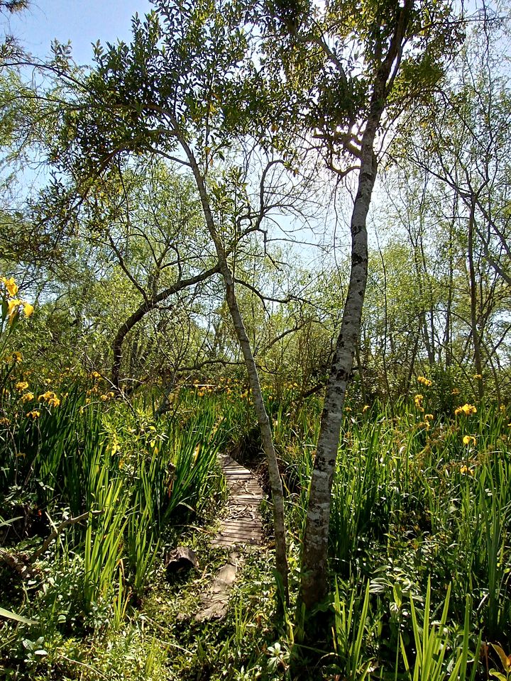 Tranquil Island Cabin with Private Dock & Birdwatching near Tigre, Buenos Aires