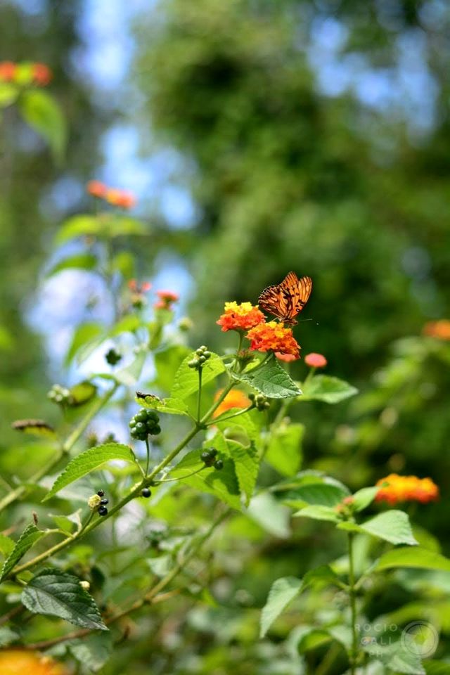 Charming Riverside Island Retreat with Pool & Private Dock near Tigre, Buenos Aires