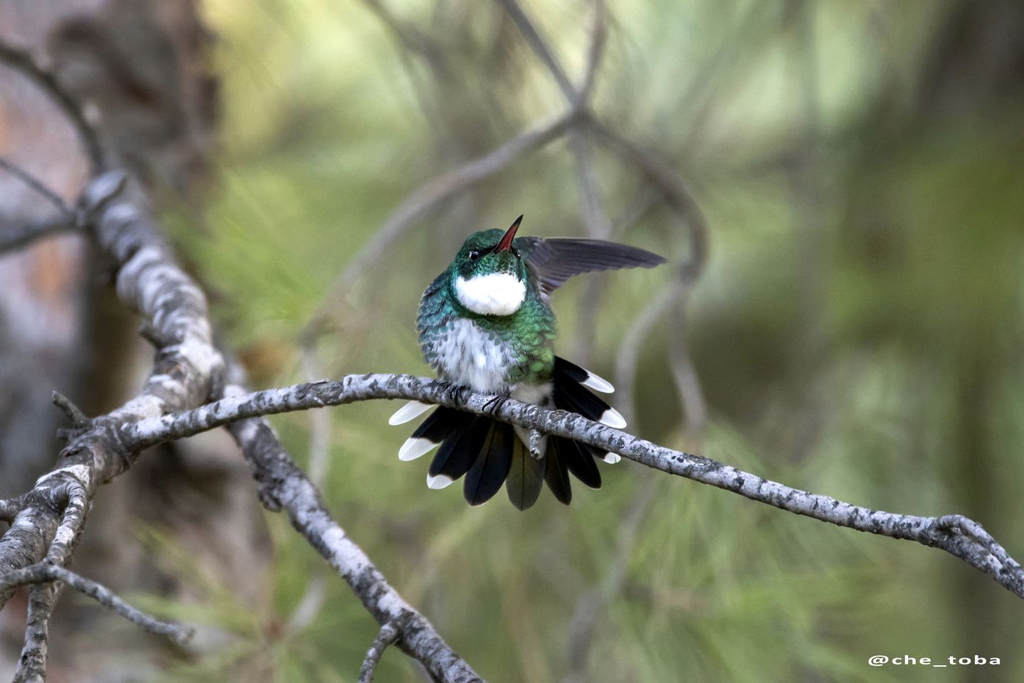 Charming Riverside Island Retreat with Pool & Private Dock near Tigre, Buenos Aires