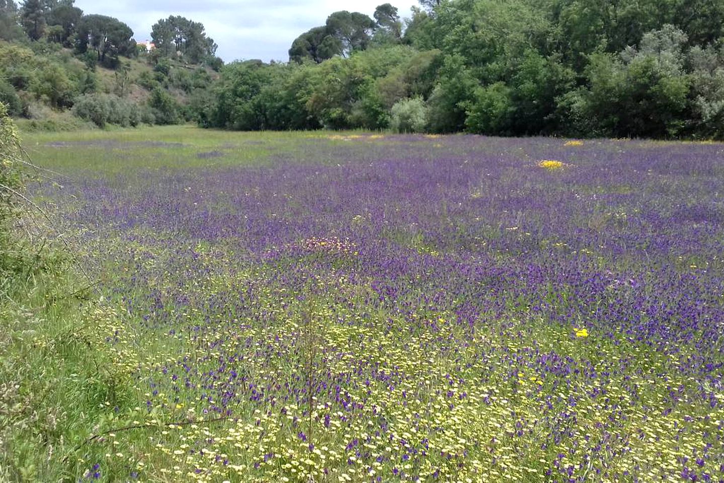 Scenic Cabin Rental with a Pool near the Gorgeous Costa Vicentina in Portugal