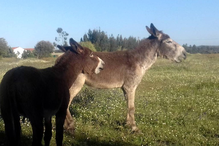 Nature Lodges (Zambujeira do Mar, Beja District, Portugal)