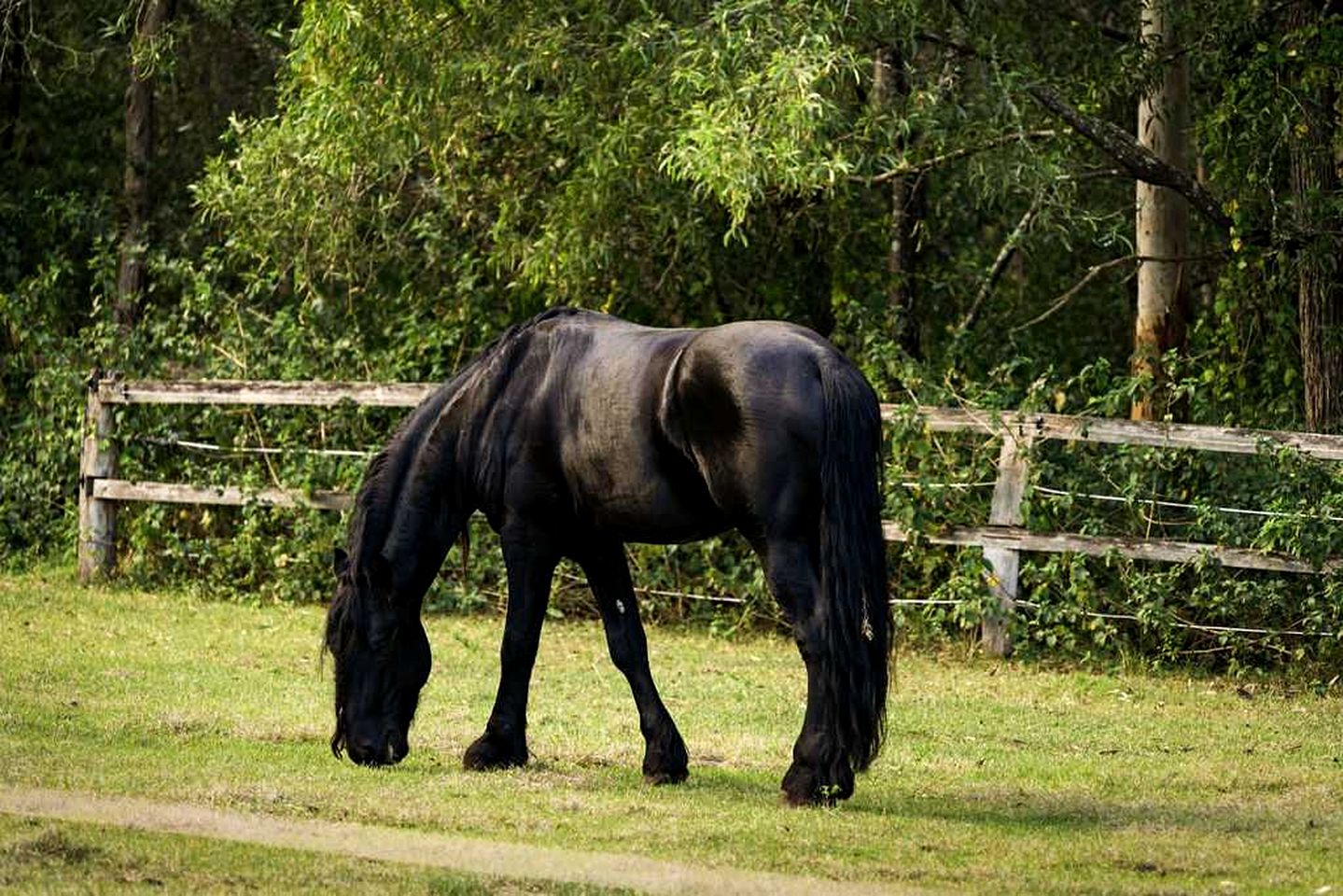 Quirky Tiny House Retreat with Friesian Horses Near Tamborine Mountain, Queensland