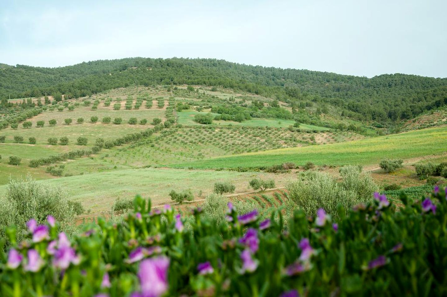 Rustic Luxury Camping Hut for Eight Guests near Berkane, Morocco