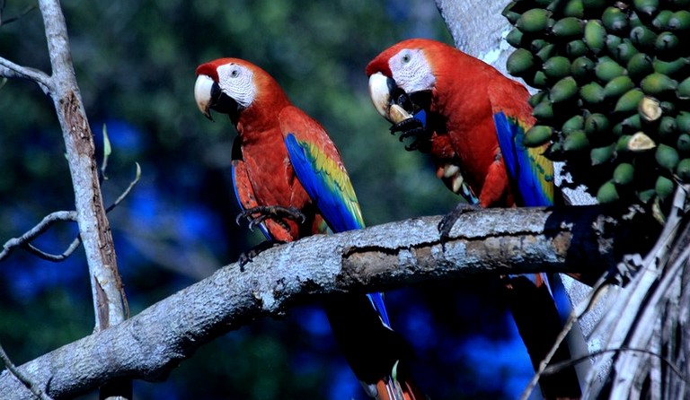 Cabins (Puerto Jiménez, Puntarenas, Costa Rica)