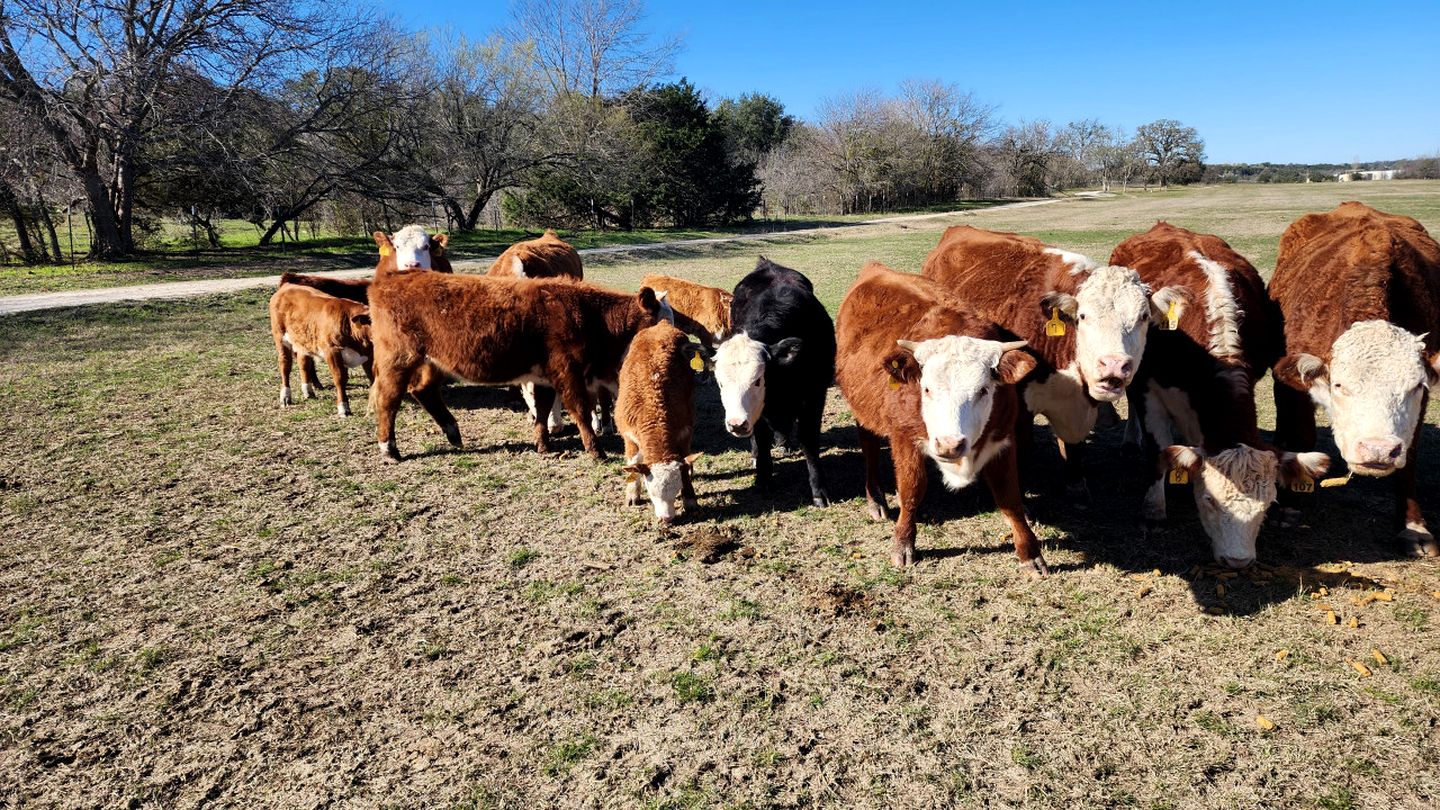 Pet Friendly Secluded Cottage  with Swimming Pool in Granbury, Texas
