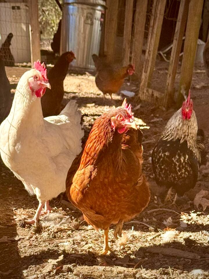 Peaceful Hobbit Hideaway with Stocked Pond, Goats & Fire Pits near Littleton, NC