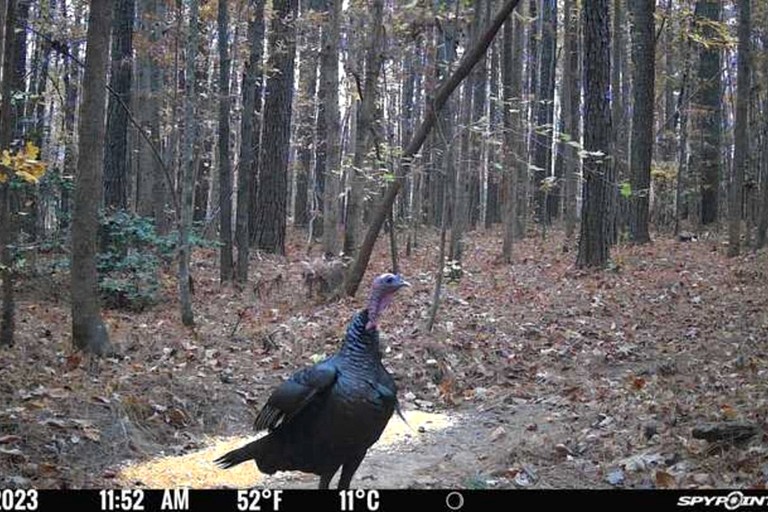 Tiny Houses (United States of America, Littleton, North Carolina)