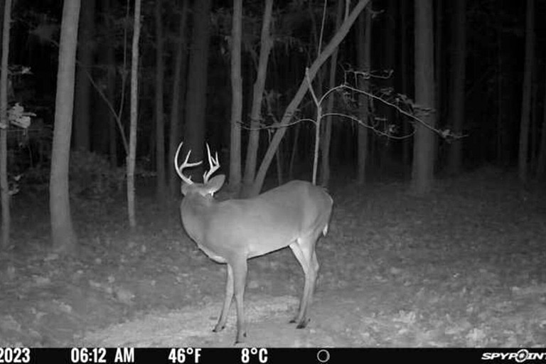 Tiny Houses (United States of America, Littleton, North Carolina)