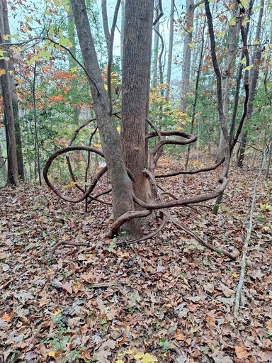 Tiny Houses (United States of America, Littleton, North Carolina)