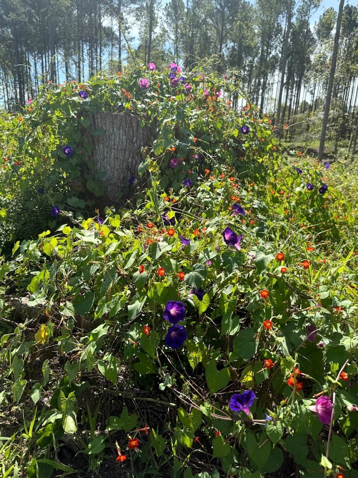Peaceful Hobbit Hideaway with Stocked Pond, Goats & Fire Pits near Littleton, NC