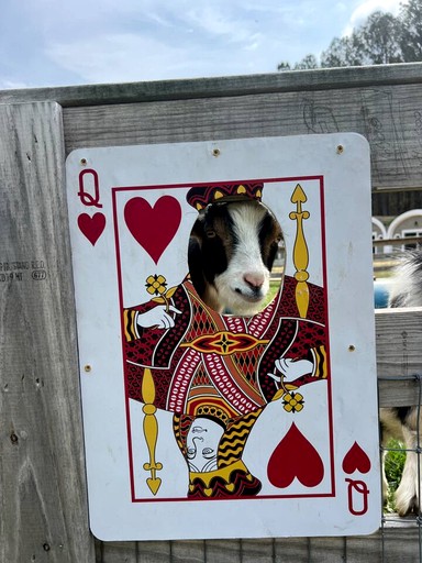 Tiny Houses (United States of America, Littleton, North Carolina)