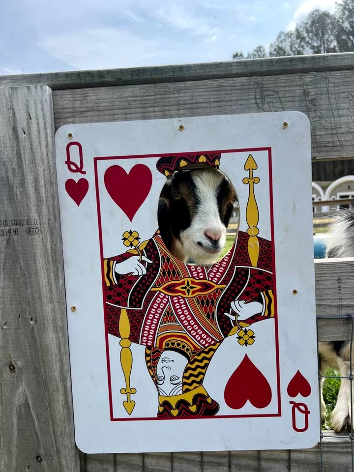 Peaceful Hobbit Hideaway with Stocked Pond, Goats & Fire Pits near Littleton, NC