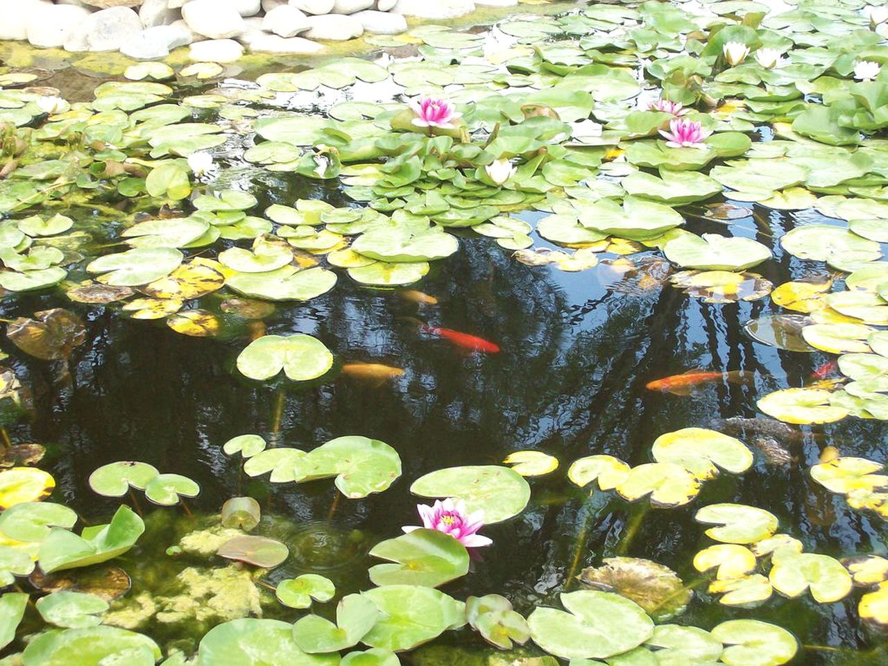 Stunning Studio Cottage for a Desert Vacation to Cortez, Colorado