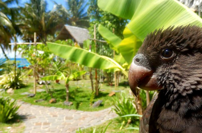 Nature Lodges (Ambodifotatra, Toamasina Province, Madagascar)