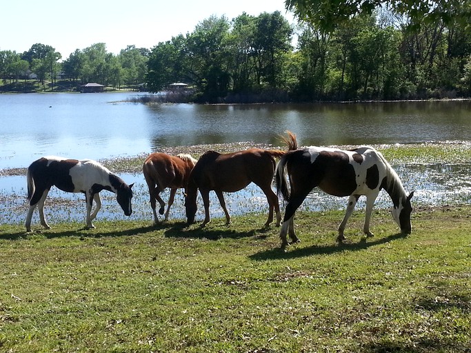 Nature Lodges (Alba, Texas, United States)