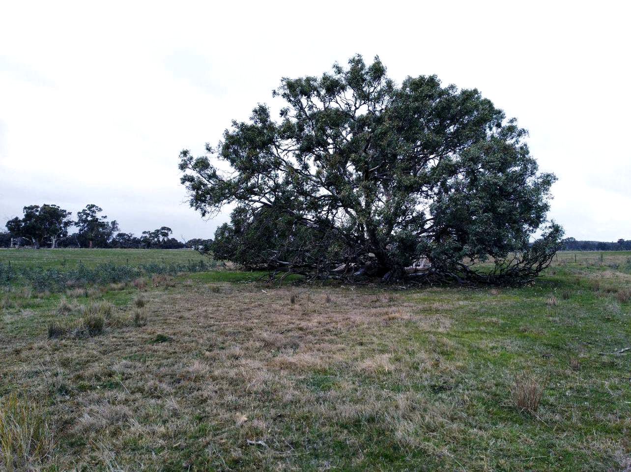 Rustic Tiny House Rental for a Weekend Getaway in Victoria