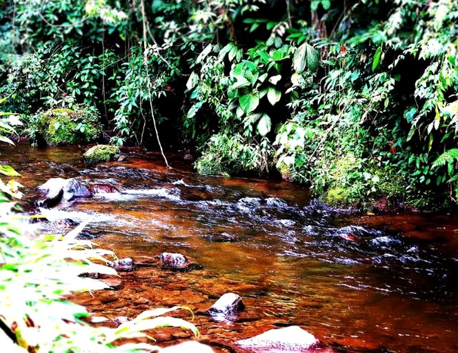 Nature Lodges (Salento, Quindío, Colombia)