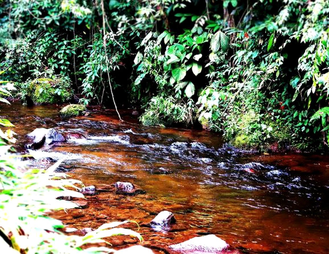 Cozy Vacation Rental with Yoga and Meditation near Armenia, Colombia