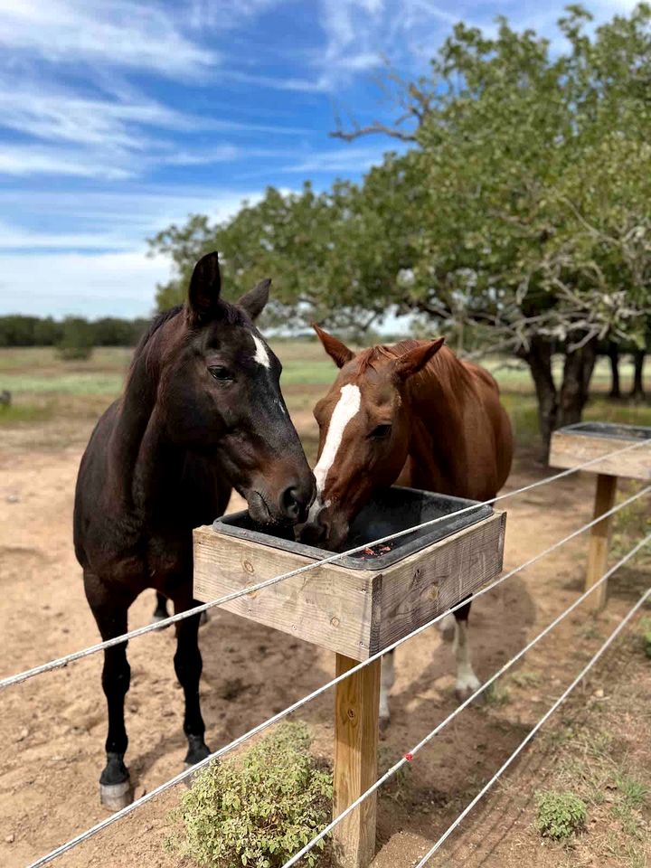 Modern Farmstay Cabin with Friendly Animals, Pond Views & Nature Trails Near Cedar Creek, Texas