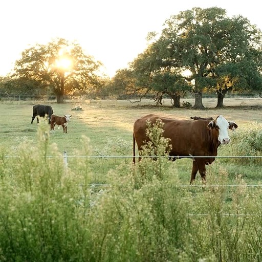 Cabins (United States of America, Cedar Creek, Texas)