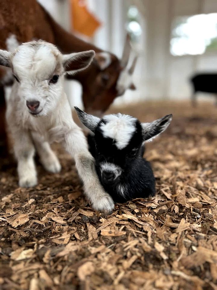 Modern Farmstay Cabin with Friendly Animals, Pond Views & Nature Trails Near Cedar Creek, Texas