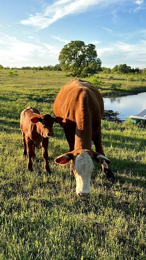 Cabins (United States of America, Cedar Creek, Texas)