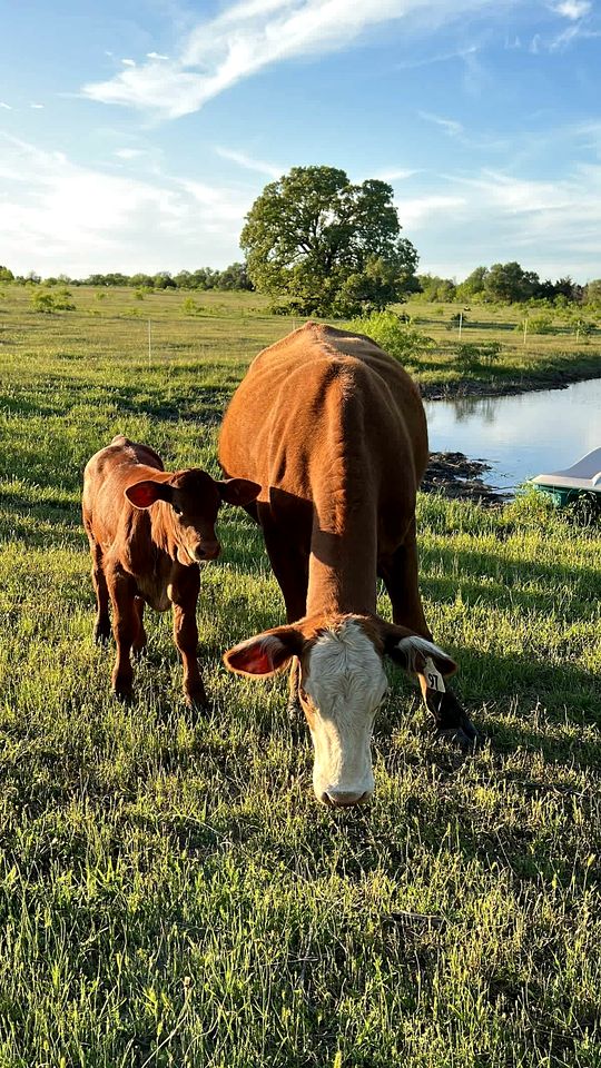Modern Farmstay Cabin with Friendly Animals, Pond Views & Nature Trails Near Cedar Creek, Texas