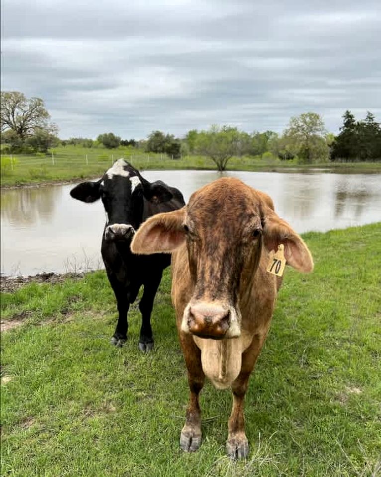 Tranquil Modern Cabin with Friendly Farm Animals & Pond Views Near Cedar Creek, Texas