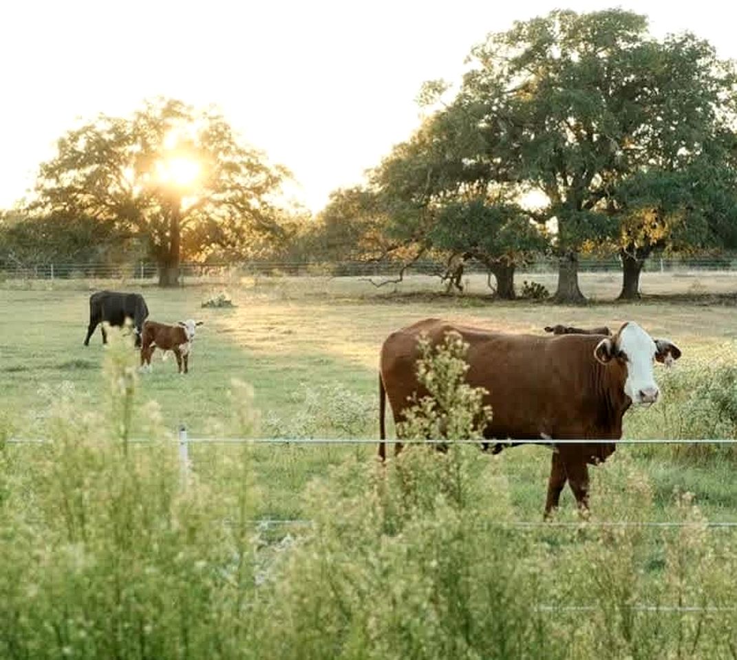 Tranquil Modern Cabin with Friendly Farm Animals & Pond Views Near Cedar Creek, Texas