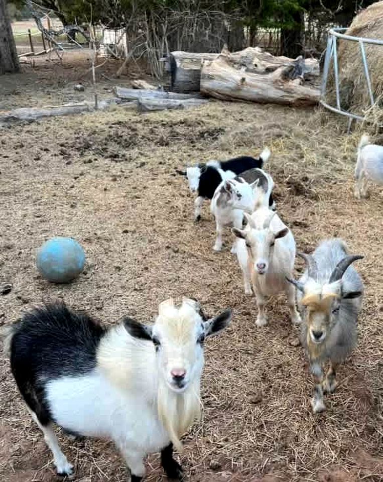 Tranquil Modern Cabin with Friendly Farm Animals & Pond Views Near Cedar Creek, Texas
