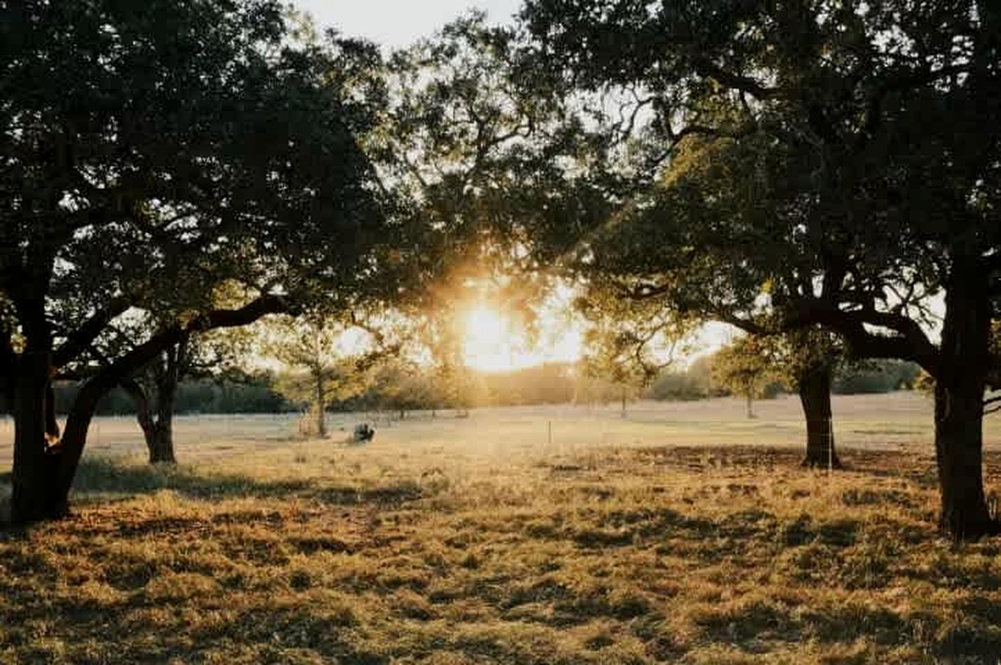 Tranquil Modern Cabin with Friendly Farm Animals & Pond Views Near Cedar Creek, Texas