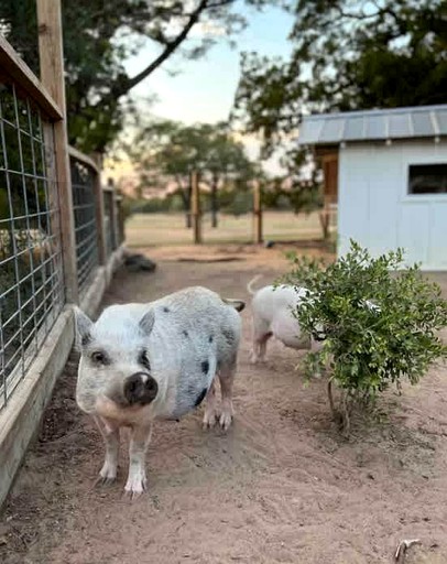 Cabins (United States of America, Cedar Creek, Texas)