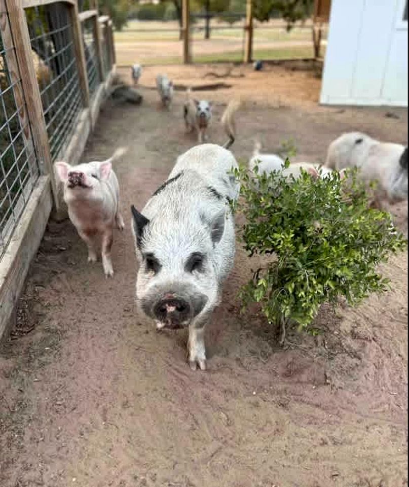 Tranquil Modern Cabin with Friendly Farm Animals & Pond Views Near Cedar Creek, Texas