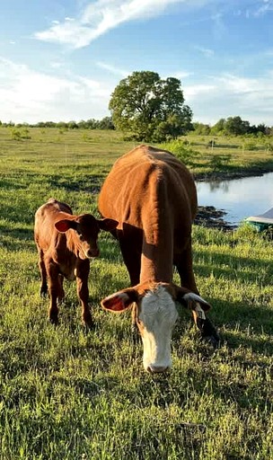 Cabins (United States of America, Cedar Creek, Texas)