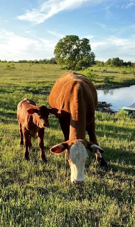 Tranquil Modern Cabin with Friendly Farm Animals & Pond Views Near Cedar Creek, Texas