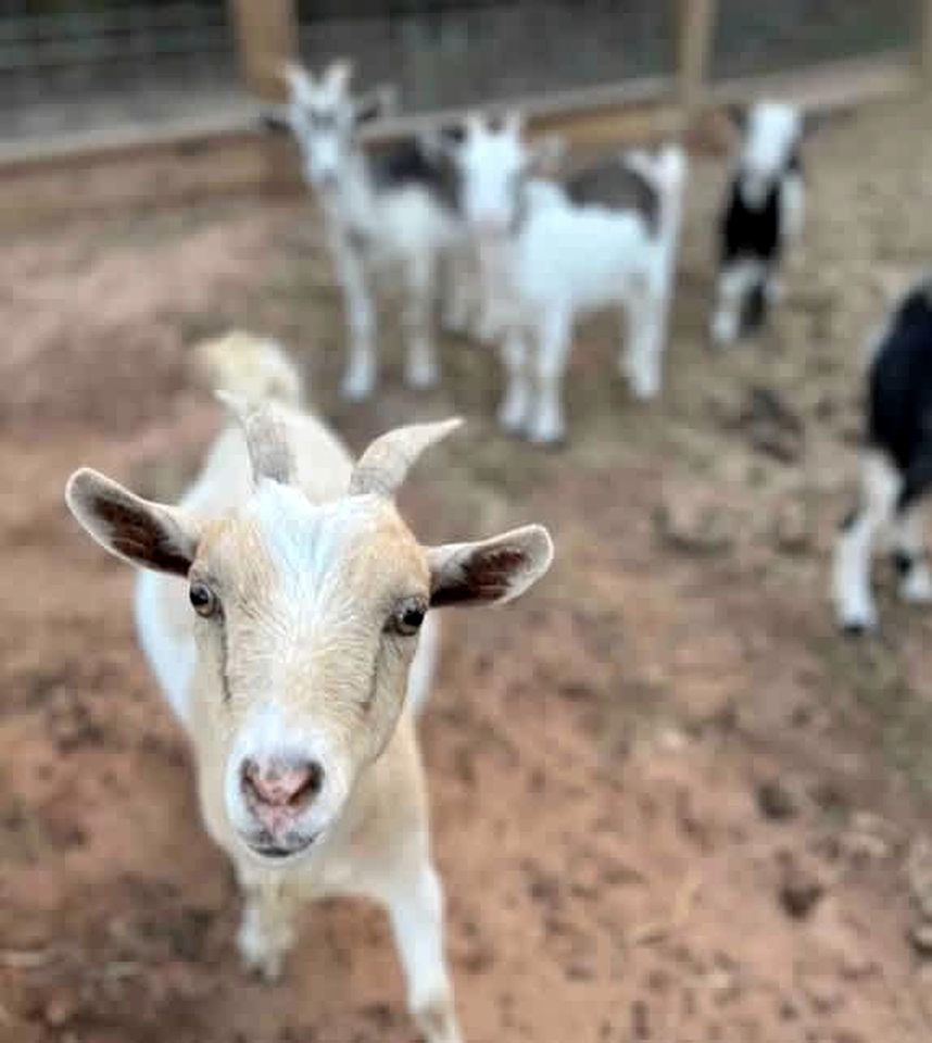 Tranquil Modern Cabin with Friendly Farm Animals & Pond Views Near Cedar Creek, Texas