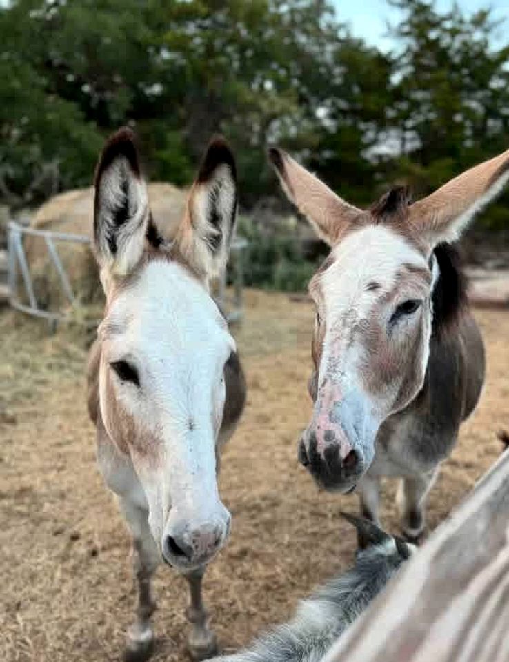 Tranquil Modern Cabin with Friendly Farm Animals & Pond Views Near Cedar Creek, Texas