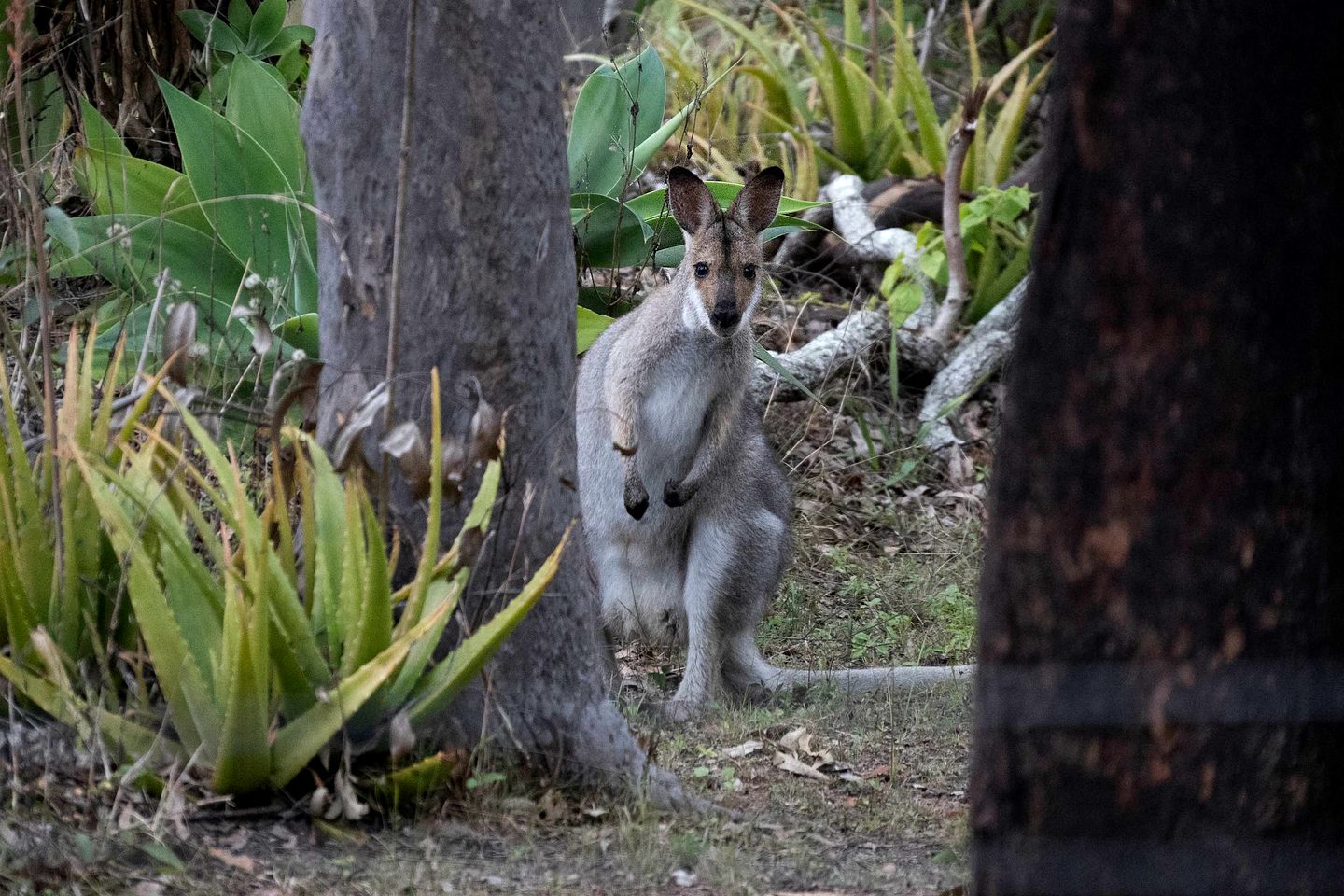 Relaxing Tiny House Escape with Stunning Rocky Creek Views, Nestled in the Foothills of the Bauple Mountains in Glenwood, New South Wales