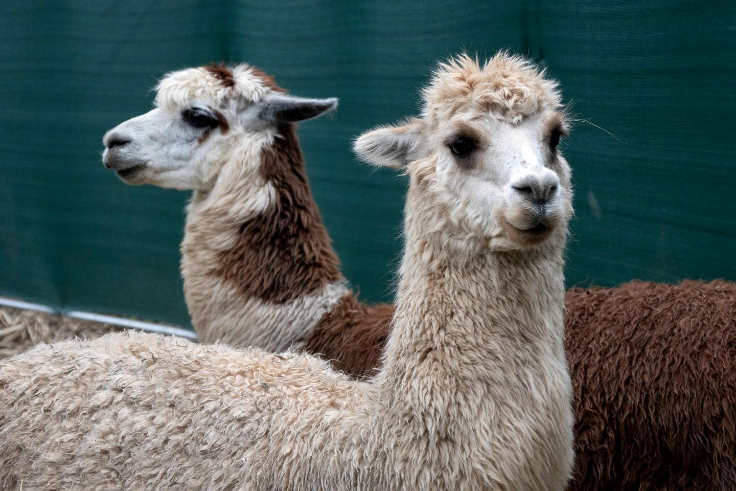 Relaxing Tiny House Escape with Stunning Rocky Creek Views, Nestled in the Foothills of the Bauple Mountains in Glenwood, New South Wales