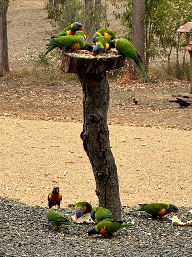 Tiny Houses (Australia, Redridge, Queensland)
