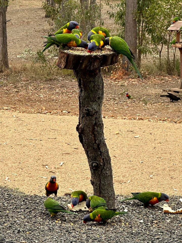 Relaxing Tiny House Nearby the Beach in Queensland, Australia