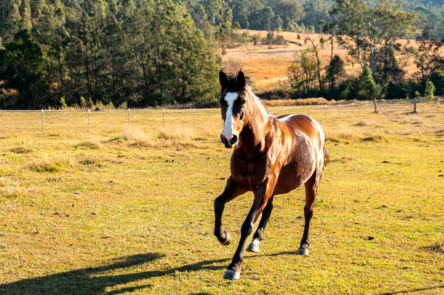 Relaxing Tiny House Perfect for Horse Lovers with Firepit in New South Wales, Australia