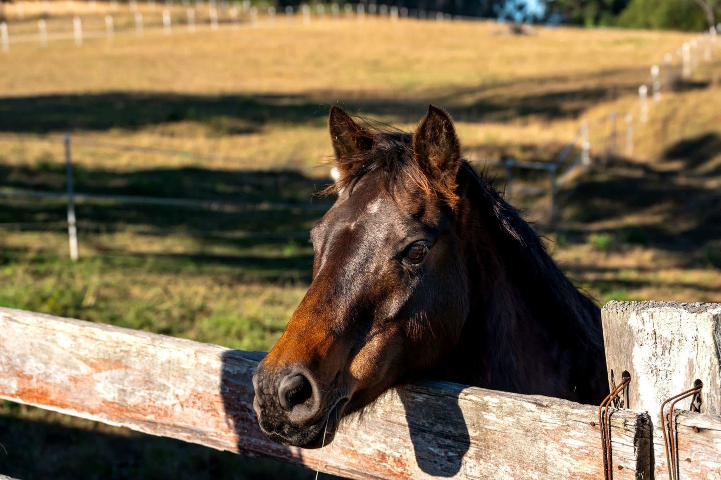 Relaxing Tiny House Perfect for Horse Lovers with Firepit in New South Wales, Australia