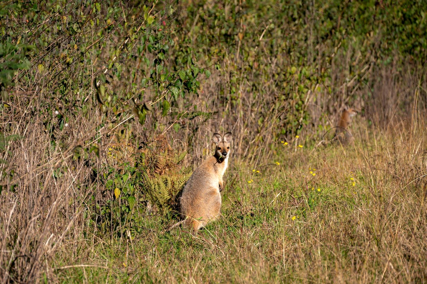 Relaxing Tiny House Perfect for Horse Lovers with Firepit in New South Wales, Australia