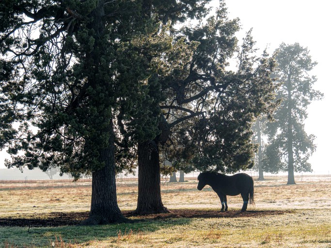 Tiny Houses (Australia, Colinroobie, New South Wales)
