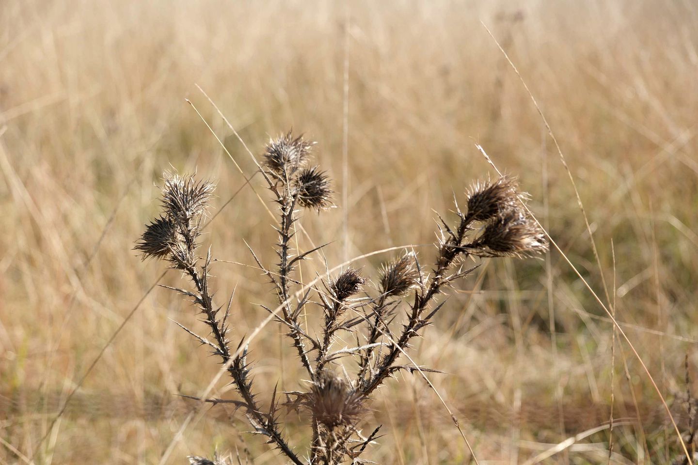 Remote Tiny House, makes for a Beautiful Canberra Escape