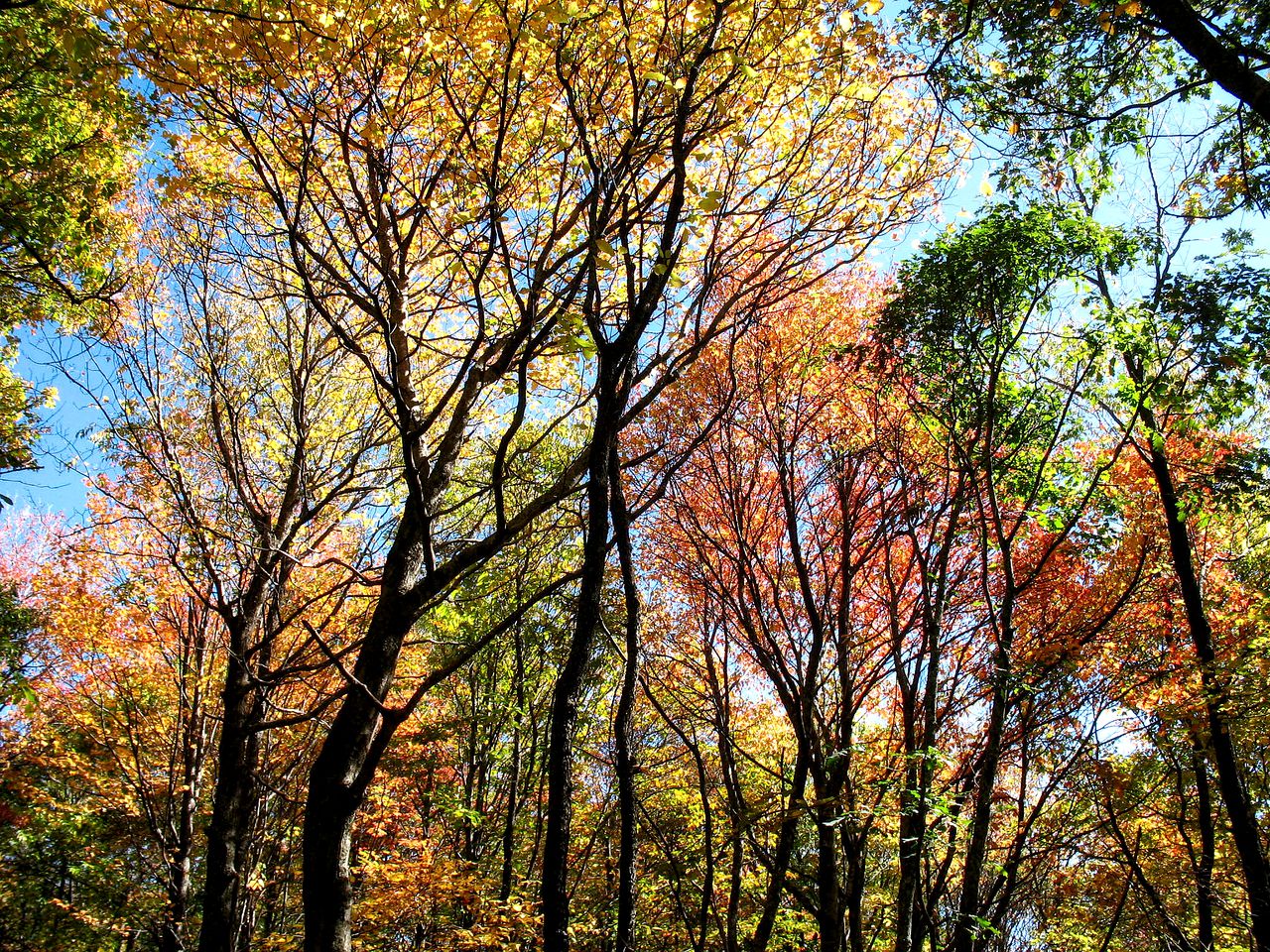 Charming Cabin Rental with Spectacular Mountain Views in Murphy, North Carolina